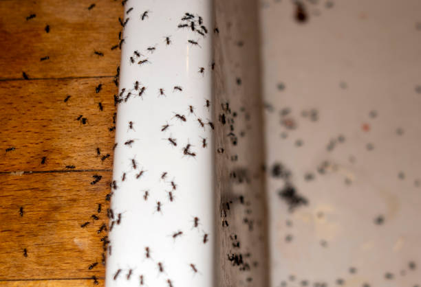 Best Affordable Pest Control Services  in Highland Falls, NY