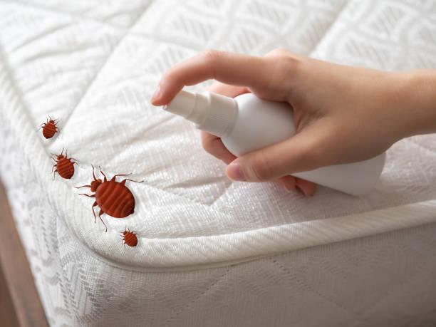 Best Wasp Removal Services  in Highland Falls, NY