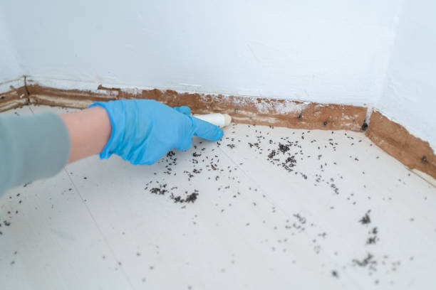 Best Flea Control Services  in Highland Falls, NY
